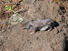Cryptotis alticola