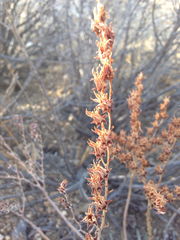 Dudleya saxosa