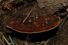 Inocutis tamaricis