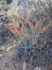 Dudleya saxosa