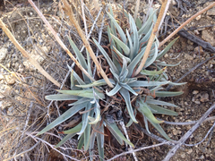 Dudleya saxosa