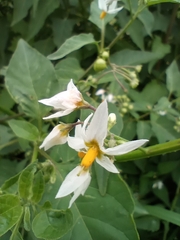 Solanum pilcomayense