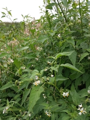 Solanum pilcomayense, photograph Lucila Trussi, CC BY, iNaturalist via GBIF