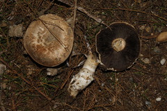 Agaricus aridicola