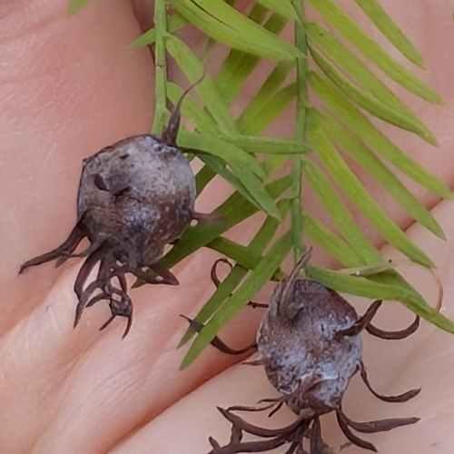 Unknown species found near Hoschton, GA 30548, USA
