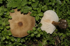 Melanoleuca grammopodia