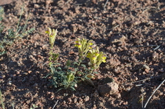 Scutellaria przewalskii