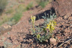 Scutellaria przewalskii