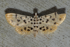 Pycnarmon alboflavalis