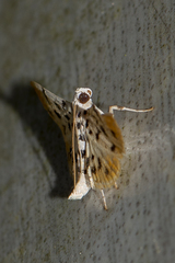Pycnarmon alboflavalis