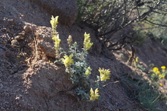 Scutellaria przewalskii
