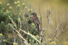 Emberiza capensis basutoensis