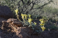 Scutellaria przewalskii