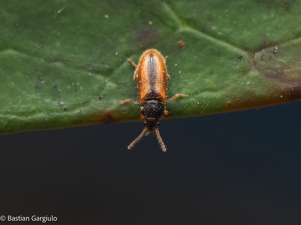 Pseudochrodes