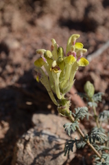 Scutellaria przewalskii