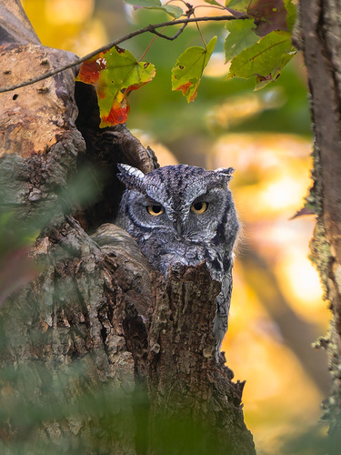 View observation of {o.common_name} on iNaturalist