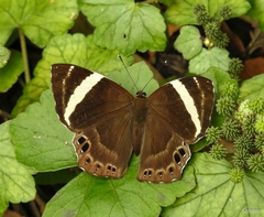 Abisara fylla