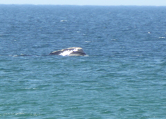 Eubalaena glacialis