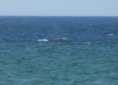 Eubalaena glacialis