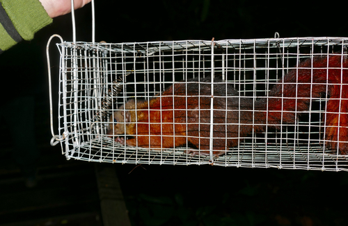 Large Treeshrew