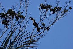 Ramphastos vitellinus