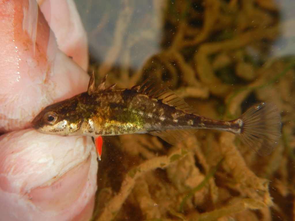 Barnstickle (Apeltes quadracus) — Gasterosteidae