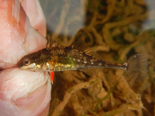 Barnstickle (Apeltes quadracus) — Gasterosteidae