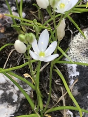 Ornithogalum schlechterianum