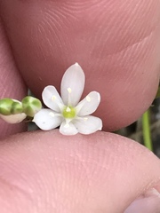 Ornithogalum schlechterianum