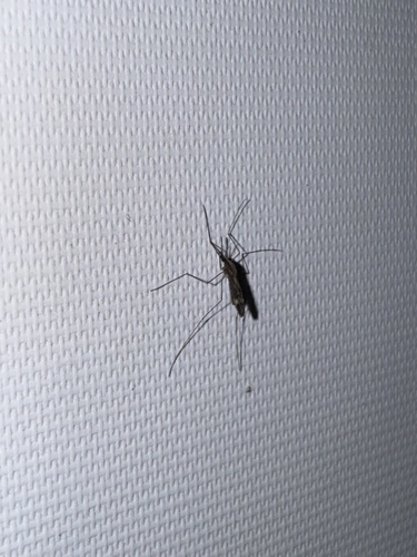 Unknown species found near River Rd, Flanders, NJ, US