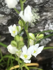 Ornithogalum schlechterianum