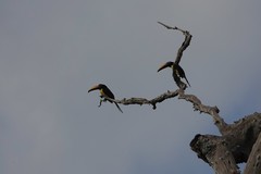 Pteroglossus inscriptus