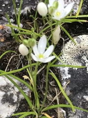 Ornithogalum schlechterianum