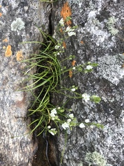 Ornithogalum schlechterianum