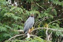 Helicolestes hamatus