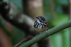 Hylophylax punctulatus