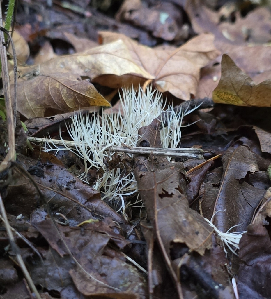 Pterula sp. 'CA01'