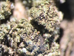 Phaeophyscia kairamoi