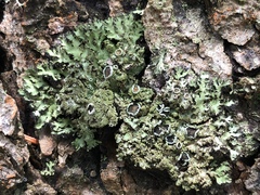 Phaeophyscia kairamoi