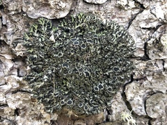 Phaeophyscia kairamoi