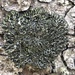Least Shadow Lichen - Photo (c) Samuel Brinker, some rights reserved (CC BY-NC), uploaded by Samuel Brinker