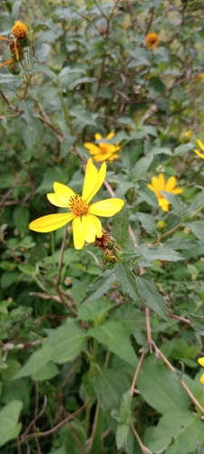 Wedelia silphioides, photograph 6
