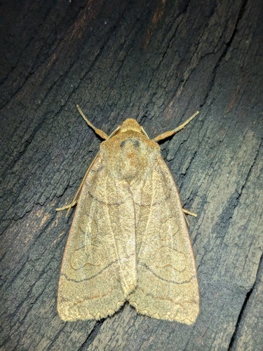 Unsated Sallow photo 3