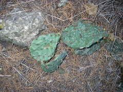 Opuntia humifusa