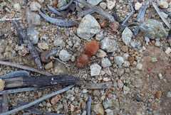 Sphaeropthalma unicolor