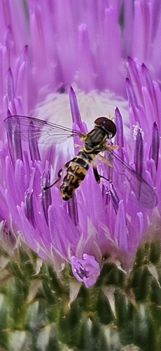 Unknown species found near Ottawa, KS 66067, USA