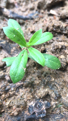 Magnoliopsida
