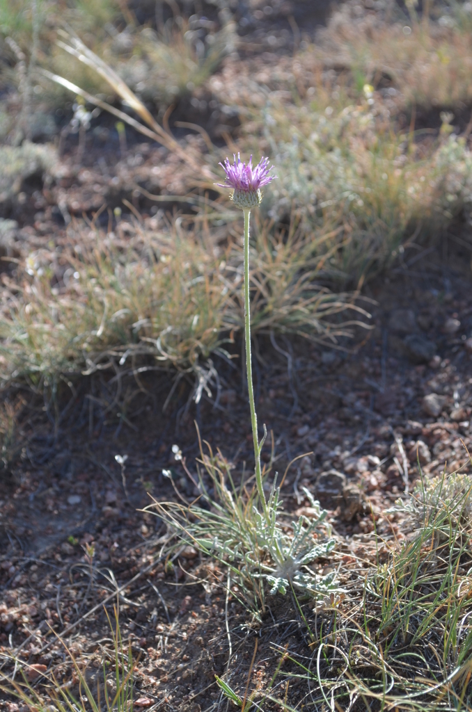 Jurinea lanipes