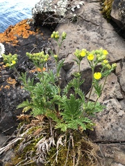 Potentilla litoralis