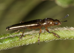 Languriinae